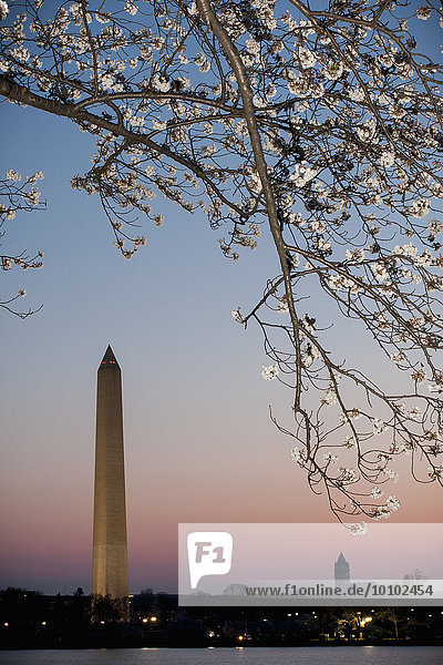 Washington Monument in der Morgendämmerung mit Kirschblütenbaum im Vordergrund.