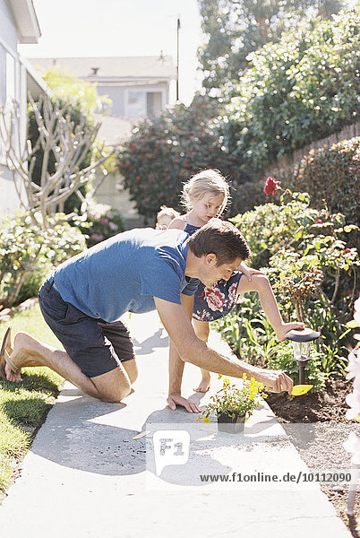Father and daughter in a garden  planting a flower.