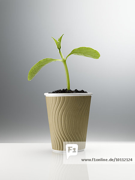 Pflanzenkeimung in Einweg-Kaffeetasse