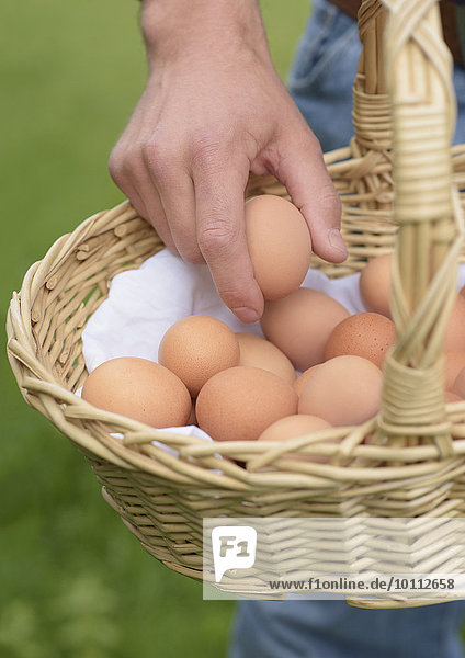 Landwirt legt Hühnerei in Eierkorb