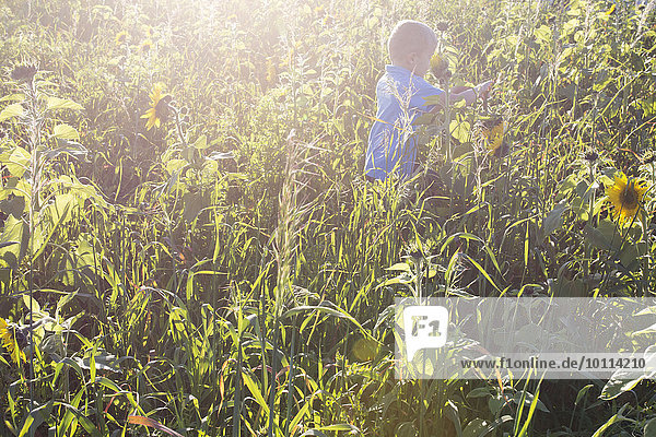 Boy exploring field of sunflowers