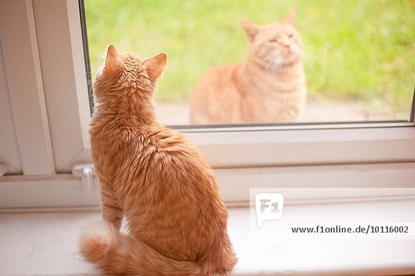 Ingwer-Tom-Katze schaut aus dem Fensterbrett,  während eine andere Ingwer-Tom-Katze hineinschaut.