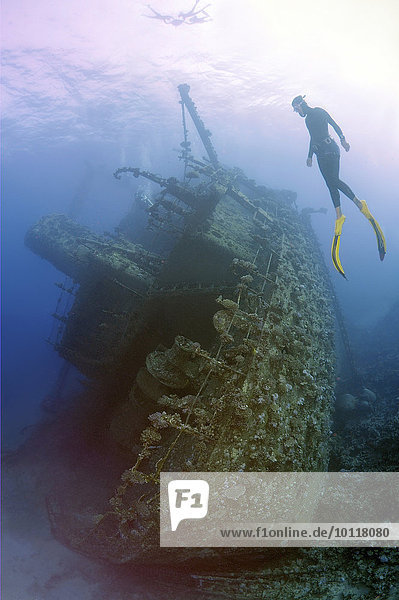 Freediver diving at the shipwreck Giannis D.  Red Sea  Sharm El Sheikh  Egypt  Africa