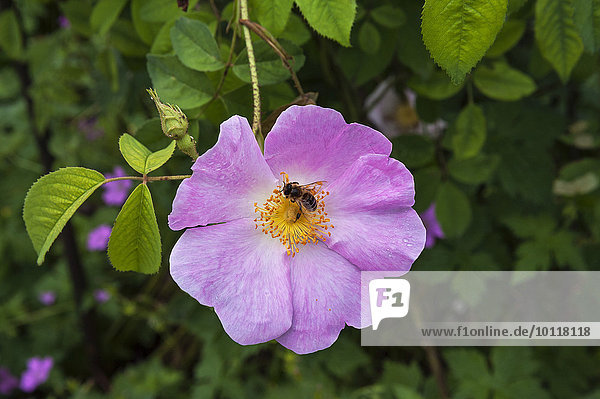 Hundsrose  Hagrose oder Heckenrose (Rosa canina) mit Biene  Bayern  Deutschland  Europa