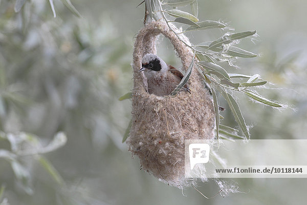 Beutelmeise (Remiz pendulinus)  Männchen sitzt in halbfertigem Nest  Neusiedlersee  Burgenland  Österreich  Europa