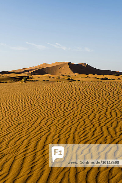 Sanddünen im Morgenlicht  bei Merzouga  Region Meknès-Tafilalet  Marokko  Afrika