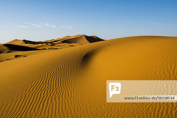 Sanddünen im Morgenlicht  bei Merzouga  Region Meknès-Tafilalet  Marokko  Afrika