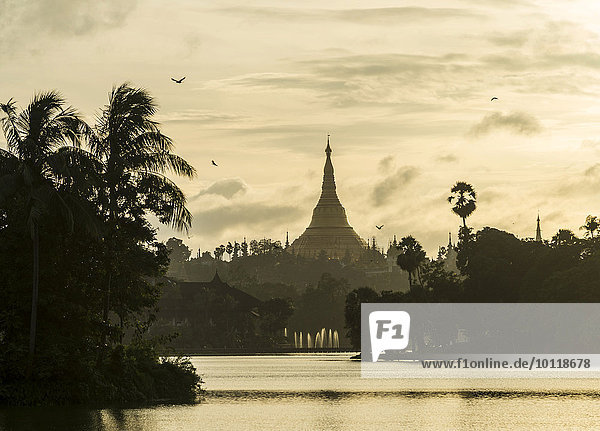 Golden stupa at sunset chedi Shwedagon Pagoda Kandawgyi Lake Kandawgyi Nature Park Yangon or Rangoon Yangon Region Myanmar Asia