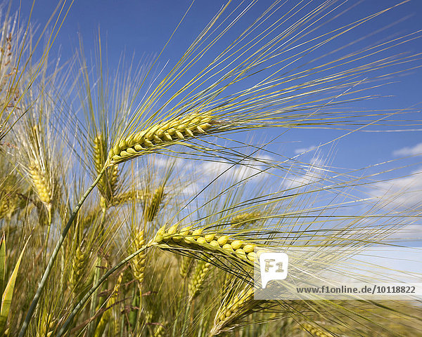 Barley (Hordeum vulgare)  ears  field  North Rhine-Westphalia  Germany  Europe