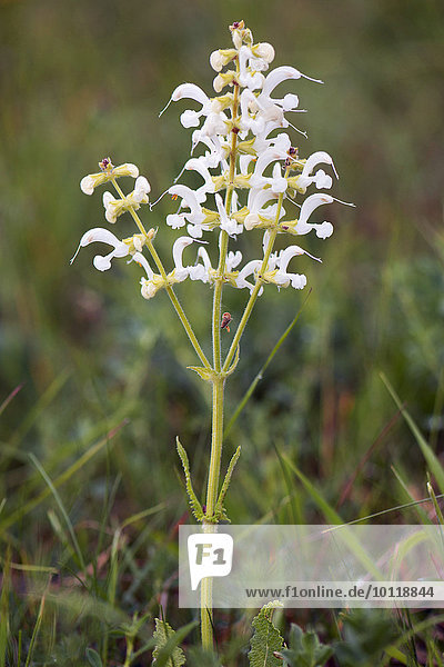 Weißblütiger Wiesensalbei (Salvia pratensis)  seltene Farbvariante  Thüringen  Deutschland  Europa