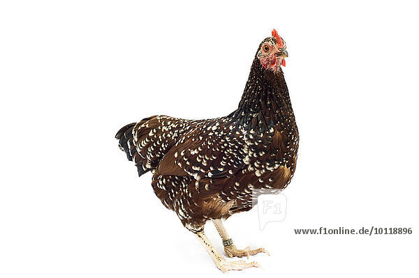 Zwerg-Sussex  Hühnerrasse  Huhn