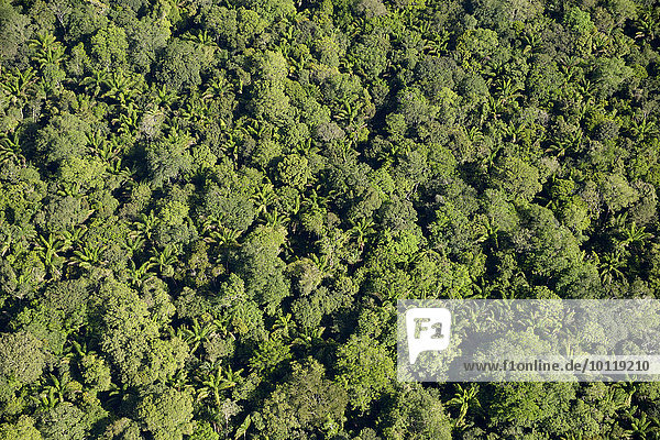 Amazonas-Regenwald  Luftbild  Bundesstaat Para  Brasilien  Südamerika