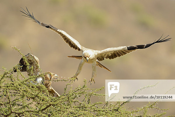 Raubadler (Aquila rapax)  Weibchen sitzend in der Baumkrone  Männchen im Anflug  Samburu Nationalreservat  Kenia  Afrika