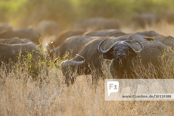 Kaffernbüffel  Steppenbüffel  Afrikanische Büffel  Schwarzbüffel (Syncerus caffer)  Herde im Abendlicht  South Luangwa Nationalpark  Sambia  Afrika