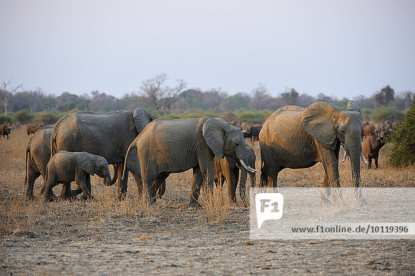 Afrikanische Elefanten (Loxodonta africana)  kleine Herde  Familienverband  im Abendlicht  hinten Steppenbüffel (Syncerus caffer caffer)  South Luangwa Nationalpark  Sambia  Afrika