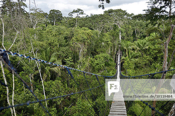 Suspension bridge between tall tropical trees of the Amazon rainforest  Jungle Lodge Estancia Bello Horizonte  Puerto Maldonado  Madre de Dios department  Peru  South America