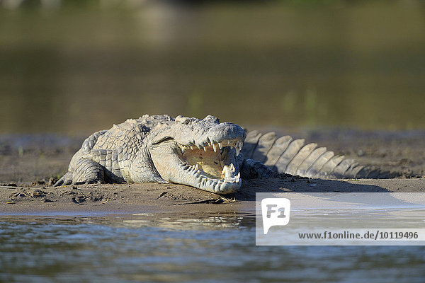 Nilkrokodil (Crocodylus niloticus)  beim Sonnenbad  aufgerissenes Maul  auf einer Sandbank  Sambesi Fluss  Lower Zambesi Nationalpark  Sambia  Afrika