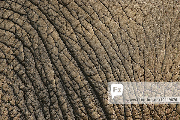 Afrikanischer Elefant (Loxodonta africana)  Haut  Detail  captive  Thüringen  Deutschland  Europa