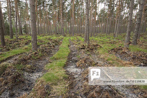 Bodenvorbereitung für die Naturverjüngung,  Freilegen des Mineralbodens in einem Kiefernwald,  Kiefern (Pinus sylvestris),  Niedersachsen,  Deutschland,  Europa