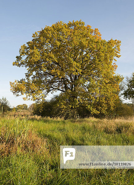 Stieleiche (Quercus robur) im Herbst  Naturschutzgebiet Düpenwiesen  Niedersachsen  Deutschland  Europa