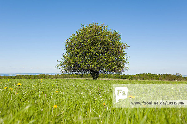 Einzelner Birnbaum (Pyrus communis) auf einer Wiese  Thüringen  Deutschland  Europa