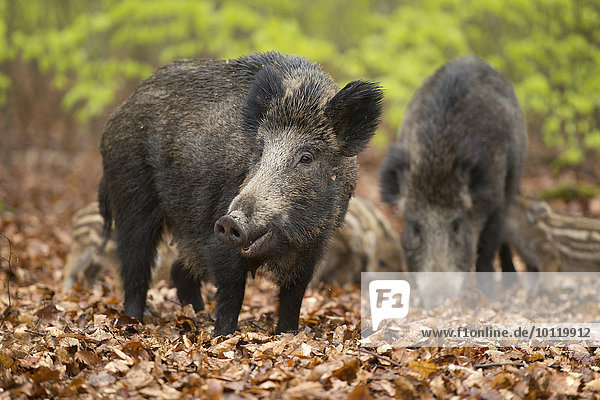 Wildschweine (Sus scrofa)  Bachen und Frischlinge im Frühjahrswald  captive  Nordrhein-Westfalen  Deutschland  Europa