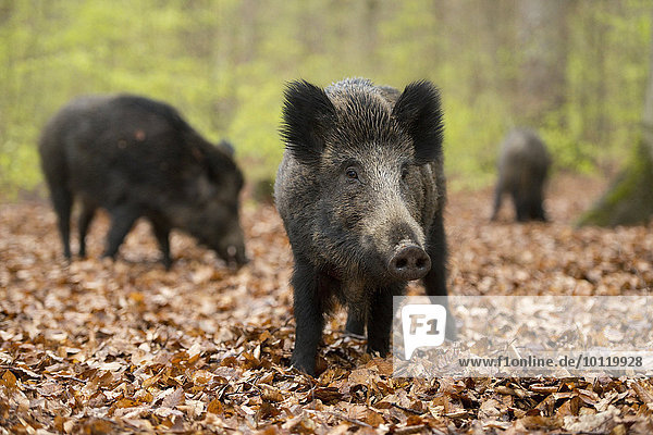 Wildschweine (Sus scrofa)  Bachen im Frühjahrswald  captive  Nordrhein-Westfalen  Deutschland  Europa