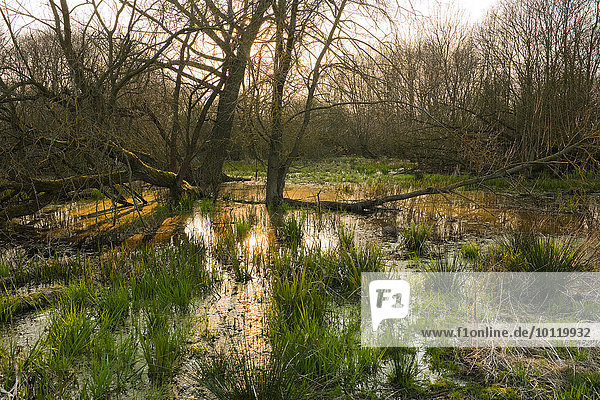 Weichholzaue mit Weiden (Salix spec.) im Frühjahr  Naturschutzgebiet Drömling  Niedersachsen  Deutschland  Europa