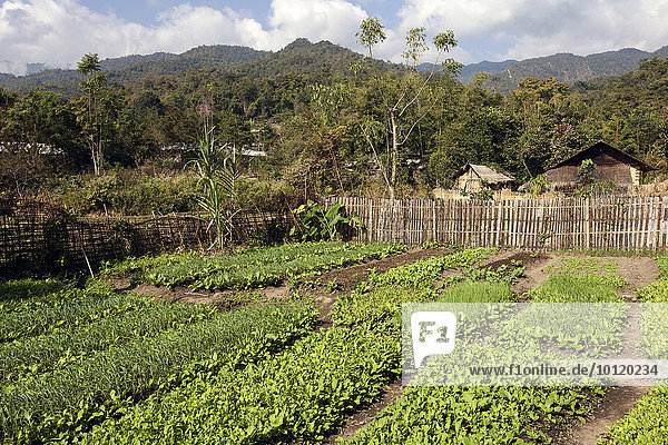Gemüse Gemüsegarten Myanmar Asien