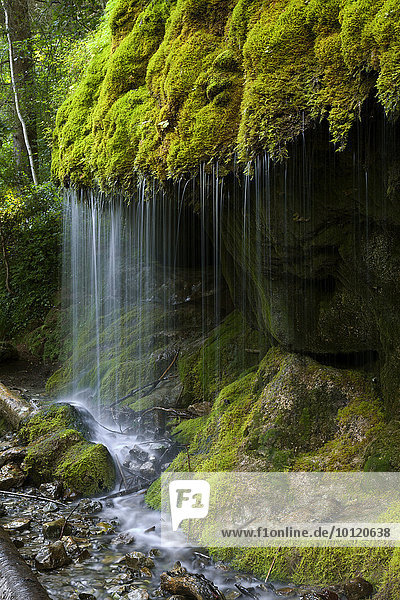 Moosbedeckter Wasserfall  Wutachschlucht  Schwarzwald  Baden-Württemberg  Deutschland  Europa