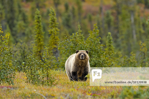 Grizzlybär (Ursus arctos horribilis) steht zwischen Blaubeeren  Polarkreis  McPherson  Yukon  Kanada  Nordamerika