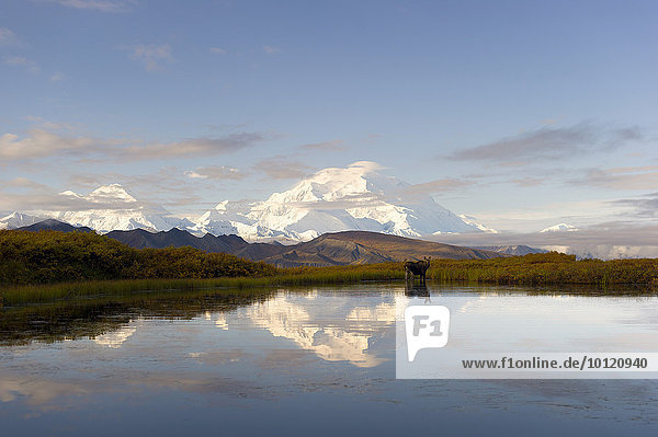 Mount Denali spiegelt sich im See  Elchkuh (Alces alces) steht im Wasser  Denali-Nationalpark  Healy  Alaska  USA  Nordamerika