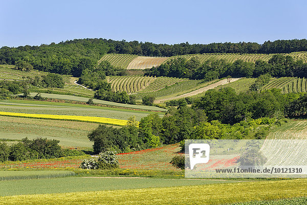 Felderlandschaft und Weinberg  Hochberg und Leiser Wald bei Mistelbach  Weinviertel  Niederösterreich  Österreich  Europa