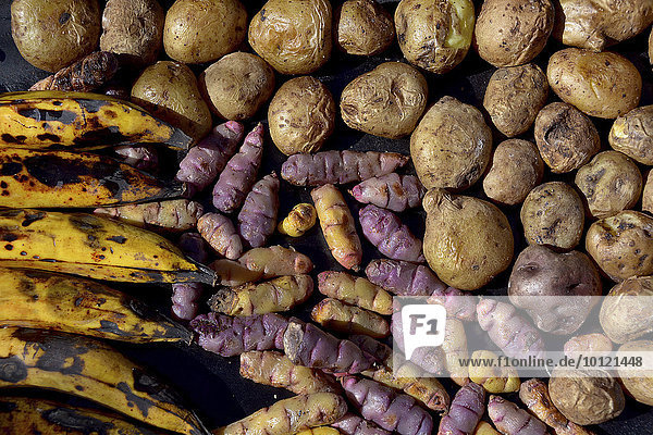 Bananen (musa)  Kartoffeln (Solanum tuberosum) und Oka oder Knolliger Sauerklee (Oxalis tuberosa) auf einem Backblech  Bolivien  Südamerika