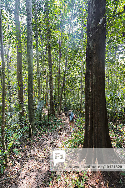 Hiker  young woman walking along a trail in the jungle  Kuala Tahan  Taman Negara National Park  Malaysia  Asia
