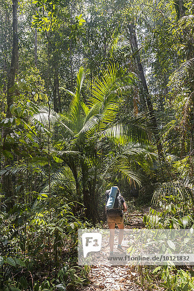 Hiker  young woman walking along a trail in the jungle  Kuala Tahan  Taman Negara National Park  Malaysia  Asia