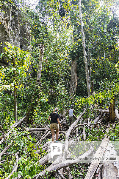 Touristin  Wanderin  junge Frau läuft durch Geäst im Dschungel  Kuala Tahan  Nationalpark Taman Negara  Malaysia  Asien
