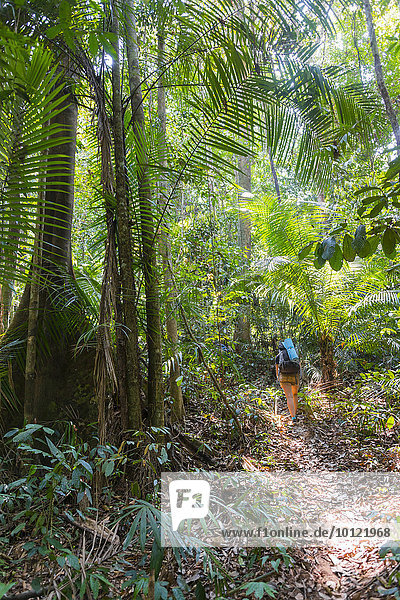 Tourist  hiker  young woman walking along a trail in the jungle  Kuala Tahan  Taman Negara  Malaysia  Asia