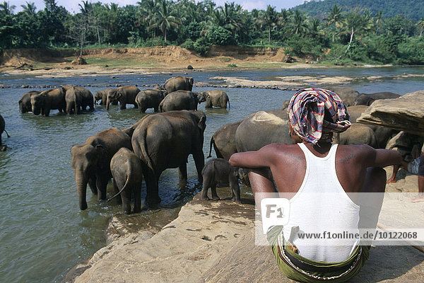 Elefantenwaisenhaus,  Maha Oya River,  Pinnawela,  Sri Lanka,  Asien