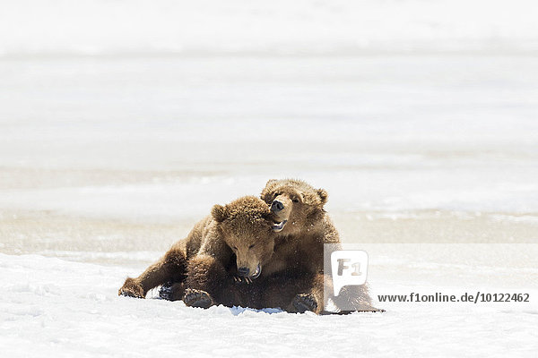 Braunbären (Ursus arctos)  Jungtiere im Schnee  Kamtschatka  Russland  Europa