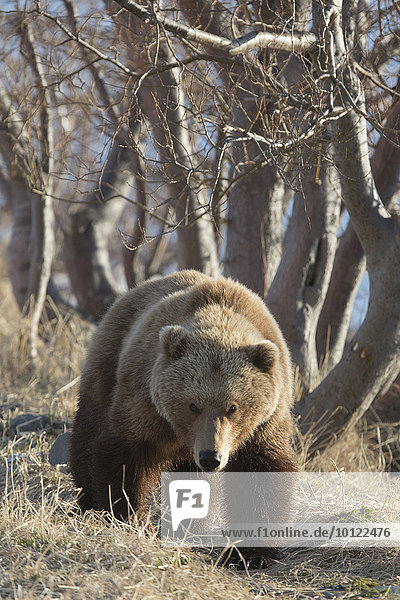 Braunbär (Ursus arctos)  Kamtschatka  Russland  Europa