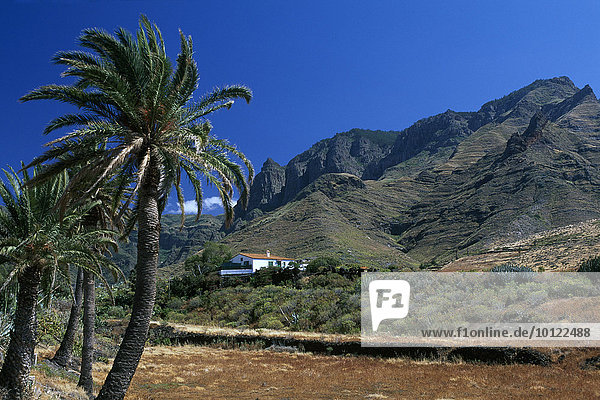 Palmen und Bauernhaus im Agaete Tal  Gran Canaria  Kanaren  Spanien  Europa