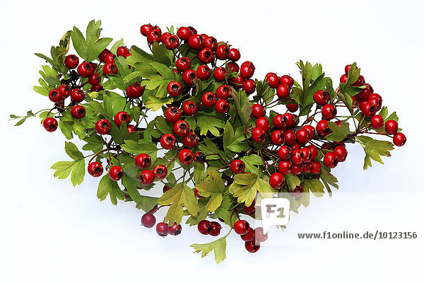 Ripe Common Hawthorn berries (Crataegus monogyna)