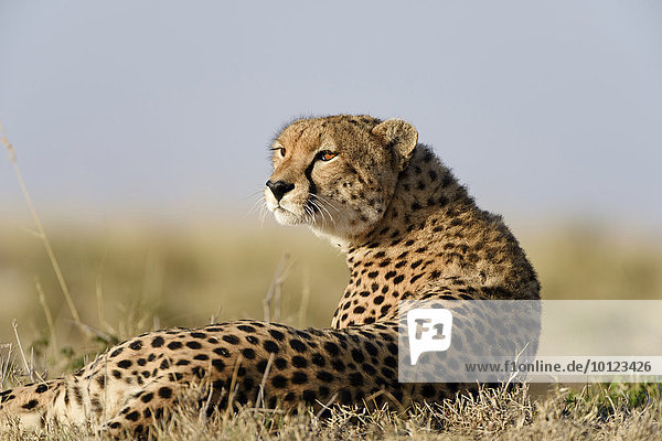 Gepard (Acinonyx jubatus) auf einem Hügel  Masai Mara  Narok County  Kenia  Afrika
