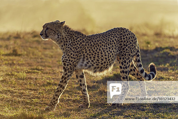 Gepard (Acinonyx jubatus) im Morgenlicht Masai Mara Narok County Kenia Afrika