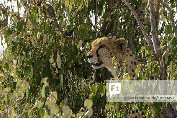 Gepard (Acinonyx jubatus) beim schaut im Versteck nach Beute  Masai Mara  Narok County  Kenia  Afrika