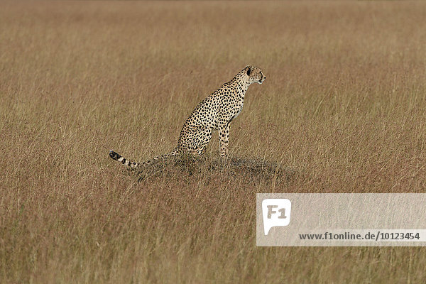 Gepard (Acinonyx jubatus) auf einem Termitenhügel im vom roten Hafer durchzogenen Gras  Masai Mara  Narok County  Kenia  Afrika