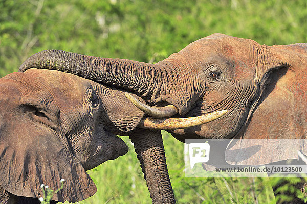 Kämpfende Elefantenbullen (Loxodonta africana)  Tsavo West  Kenia  Afrika