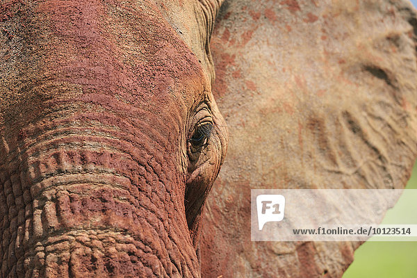 Afrikanischer Elefant (Loxodonta africana) im Morgenlicht  von roter Erde gefärbt  Tsavo West  Kenia  Afrika