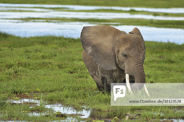Elefant (Loxodonta africana)  steht im Sumpf und frisst Gras  Amboseli Nationalpark  Kenia  Afrika